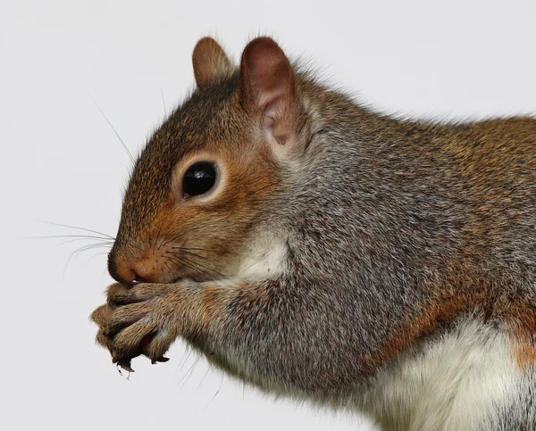 Szürke mókus eszik — Stock Fotó
