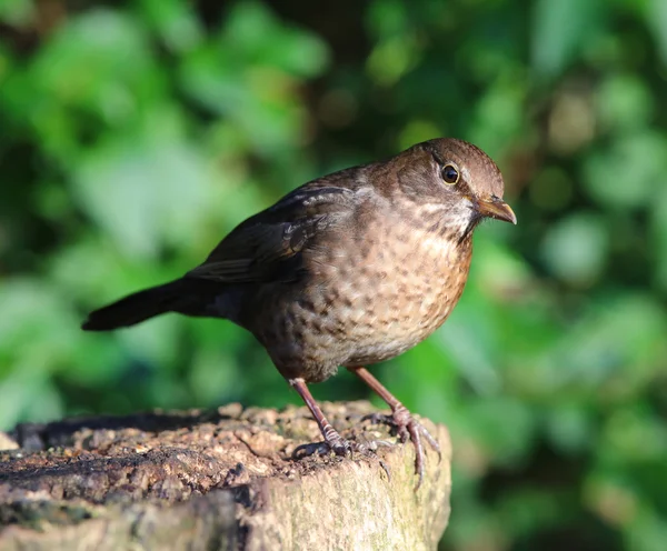 Close up van een grijze eekhoorn — Stockfoto