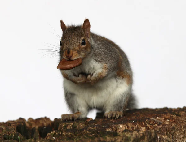 Grijze eekhoorn eten kastanjes — Stockfoto