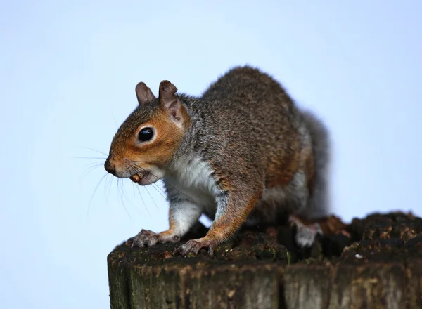 Primer plano de una ardilla gris —  Fotos de Stock