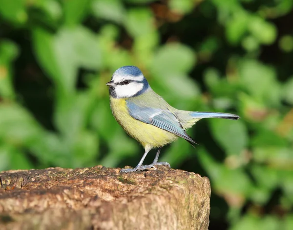 Primer plano de un Blue Tit —  Fotos de Stock