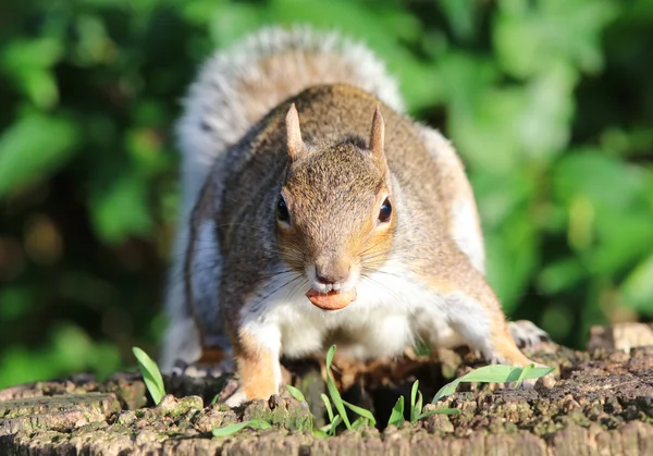 Grauhörnchen frisst Kastanien — Stockfoto