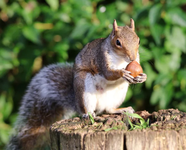 Esquilo cinzento comendo castanhas — Fotografia de Stock