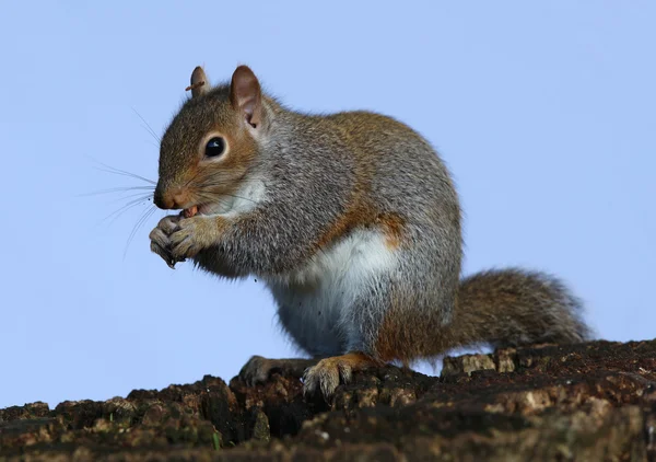 Ardilla gris comiendo castañas Fotos de stock libres de derechos