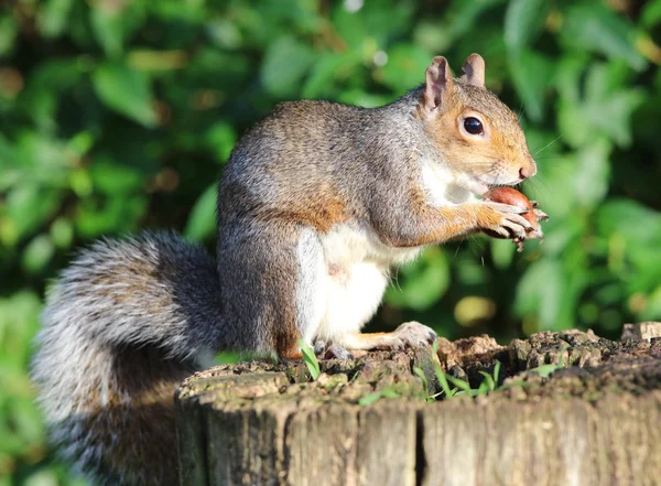 Grey Squirrel eating chestnuts Royalty Free Stock Images