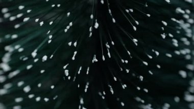 Noel ağacı makro rotasyonu 360, arka plan, Noel ağacının dalları.