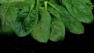 Siyah arka planda dönen taze ıspanak. Makro videoyu kapat.