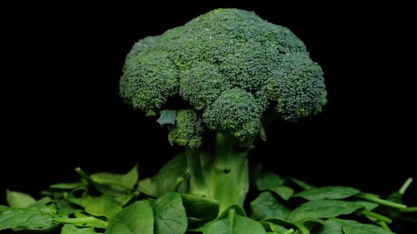 Siyah arka planda dönen taze yeşil brokoli ve ıspanak yaprakları. Alışveriş, sağlıklı yeme konsepti. — Stok video