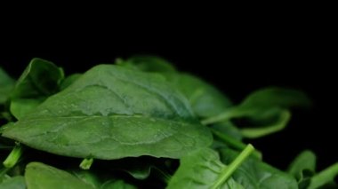 Siyah arka planda dönen taze ıspanak. Makro videoyu kapat.