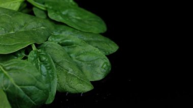 Siyah arka planda dönen taze ıspanak. Makro videoyu kapat.
