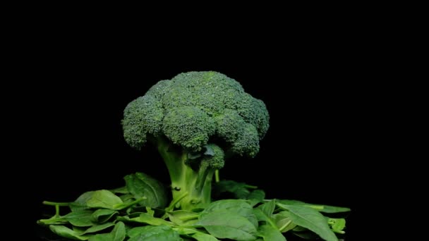 Frisse groene broccoli draaiend op een zwarte achtergrond. Winkelen, gezond eten concept. — Stockvideo