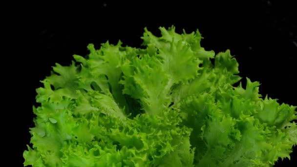 Čerstvé zelené listy salátu vířící na černém pozadí. Otočit střed rámu — Stock video