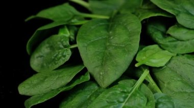 Siyah arka planda dönen taze ıspanak. Makro videoyu kapat.