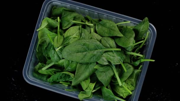 Spenót zöld saláta levelek egy műanyag dobozban, forog a fekete háttér. — Stock videók