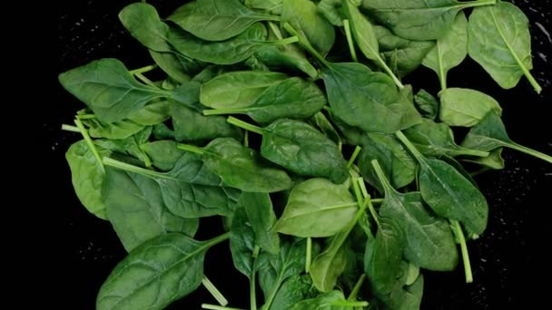 Spenót zöld saláta levelek forgó fekete háttér. — Stock videók