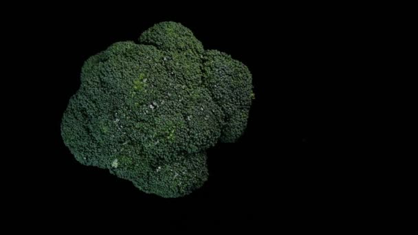 Brocoli vert frais tournant sur fond noir. Shopping, concept de saine alimentation. Vue du dessus. — Video