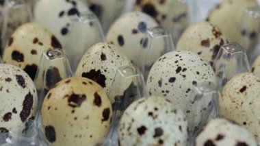 Çember şeklinde dönen taze bıldırcın yumurtaları, beyaz arkaplan ve metin için boşluk.