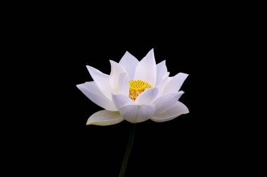 Cenaze fotoğrafı için siyah arka planda beyaz nilüfer, yüksek kalitede ticari fotoğraf. Asilliği ve derin saygıyı sembolize eden minimalist siyah bir geçmişe karşı saf beyaz bir nilüfer. Bu yüksek çözünürlüklü fotoğraf koleksiyonu...