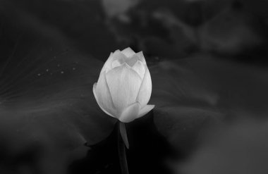 Cenaze fotoğrafı için siyah arka planda beyaz nilüfer, yüksek kalitede ticari fotoğraf. Asilliği ve derin saygıyı sembolize eden minimalist siyah bir geçmişe karşı saf beyaz bir nilüfer. Bu yüksek çözünürlüklü fotoğraf koleksiyonu...