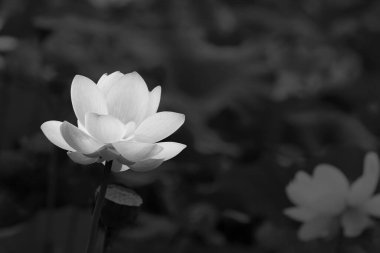 Cenaze fotoğrafı için siyah arka planda beyaz nilüfer, yüksek kalitede ticari fotoğraf. Asilliği ve derin saygıyı sembolize eden minimalist siyah bir geçmişe karşı saf beyaz bir nilüfer. Bu yüksek çözünürlüklü fotoğraf koleksiyonu...