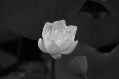 Cenaze fotoğrafı için siyah arka planda beyaz nilüfer, yüksek kalitede ticari fotoğraf. Asilliği ve derin saygıyı sembolize eden minimalist siyah bir geçmişe karşı saf beyaz bir nilüfer. Bu yüksek çözünürlüklü fotoğraf koleksiyonu...