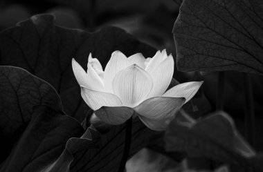 Cenaze fotoğrafı için siyah arka planda beyaz nilüfer, yüksek kalitede ticari fotoğraf. Asilliği ve derin saygıyı sembolize eden minimalist siyah bir geçmişe karşı saf beyaz bir nilüfer. Bu yüksek çözünürlüklü fotoğraf koleksiyonu...