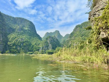Ninh Binh 'teki Tam Coc turistik bölgesinde yeşil nehir boyunca altın sazlıklar bulunan şiirsel bir manzara. Rüzgarda sallanan uzun sazlıklar gri kireçtaşı kayalıklarının yanında güzel bir kontrast oluşturuyor.