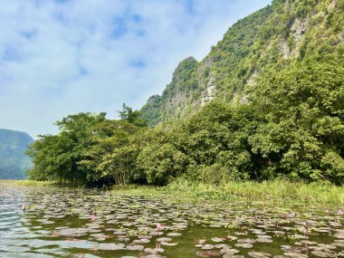 Ngo Dong nehrinin kıyılarında çiçek açan pembe nilüferlerin yakın çekim görüntüsü. Fotoğraf, bu karakteristik su yolu çiçeğinin saflığı ve doğal güzelliğine odaklanıyor. Tam Coc - Bich Dong, Ninh Binh, Vietnam 10 Aralık 2025