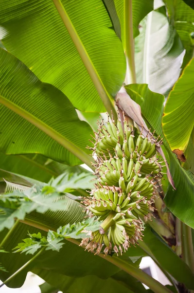 Bananas biológicas frescas — Fotografia de Stock