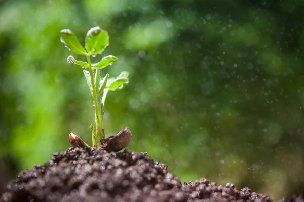 Young plant seedling with water droplets — Stock Photo, Image