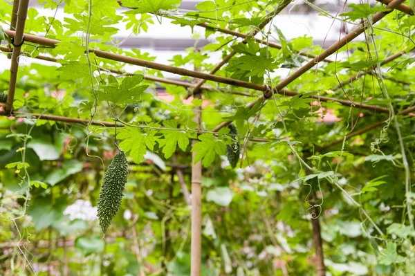 Färsk gurka vegetabiliska — Stockfoto