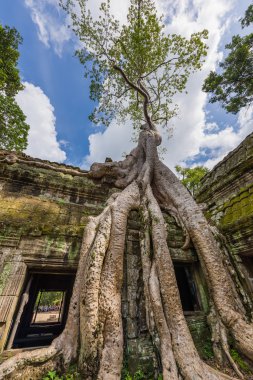 Ta Prohm kalıntıları üzerinde büyüyen ağaç