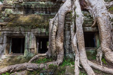Ta Prohm kalıntıları üzerinde büyüyen ağaç