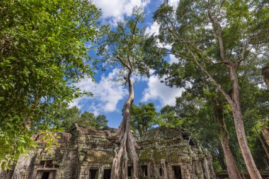 Büyük ağaç üzerinde antik tapınak gelişen