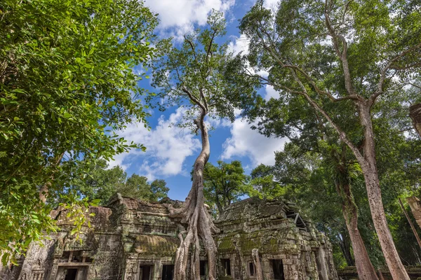 Árvore enorme crescendo sobre templo antigo — Fotografia de Stock