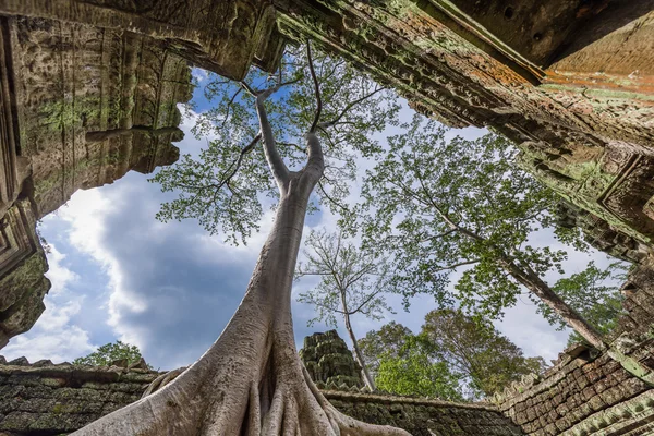 Mimari kalıntılar üzerinde büyük ağaç — Stok fotoğraf