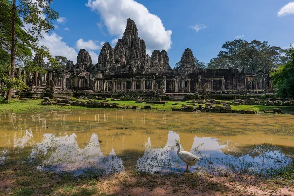 Pato no Templo Bayon — Fotografia de Stock