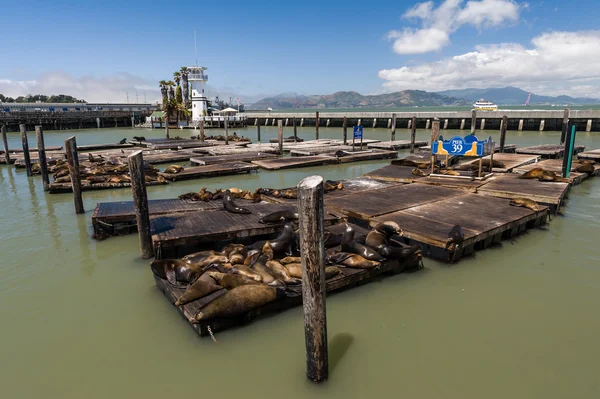 Popular Pier 39 para visualização de vedação — Fotografia de Stock