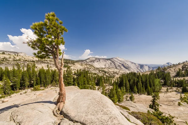 Lone tree on Olmsted Point — Stock Photo, Image