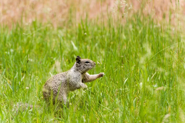 Esquilo alimentando-se de plantas — Fotografia de Stock