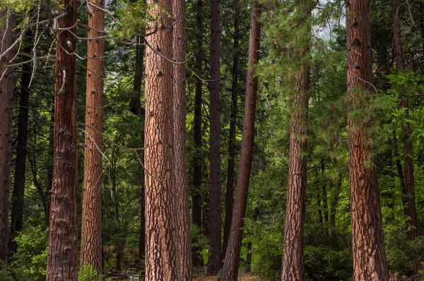 Kozalaklı ağaçların gövdeleri yakın çekim