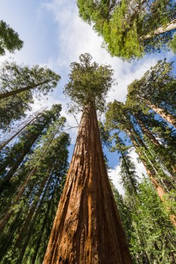 Towering view of sequoia redwood trees clipart