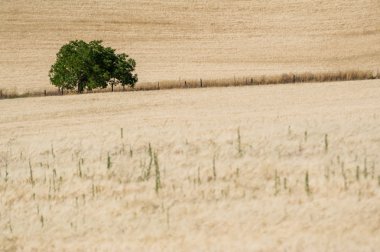 Kırsal kesimde yalnız ağacı