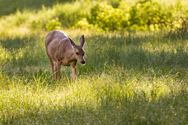 Deer feeding in morning — Stock Photo, Image