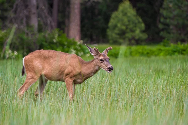 Wildfütterung am Abend — Stockfoto