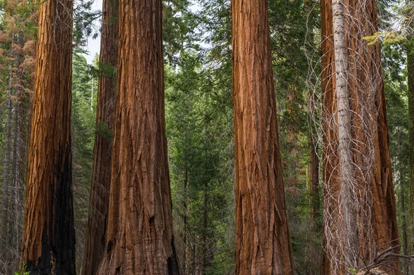 Close up of sequoia redwood trees — Stock Photo, Image