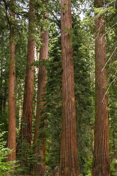 Primer plano de sequoia árboles de secuoya —  Fotos de Stock