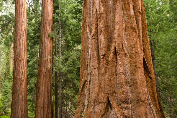 Close up de sequoia sequoia sequoia árvores — Fotografia de Stock