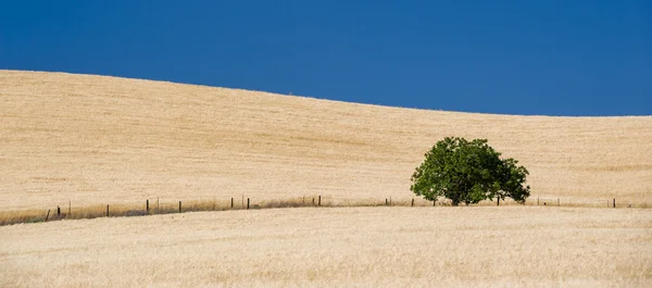 Panorama di albero solitario e cielo blu — Foto Stock