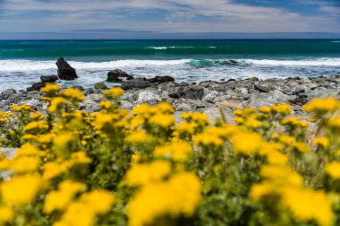 Yaz çiçek çiçeklenme